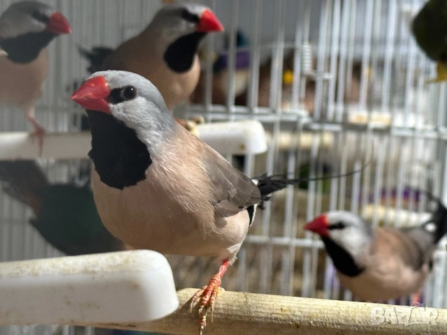 Продавам Остроопашати Амадини 