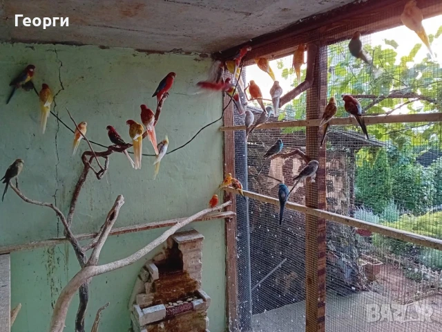 Розели,пойни папагали, млади и работни  двойки, снимка 2 - Папагали - 51076876