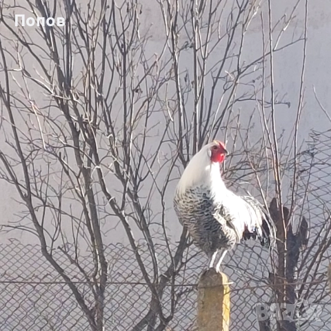 Продавам вествалски петлета, снимка 4 - Кокошки и пуйки - 52050258