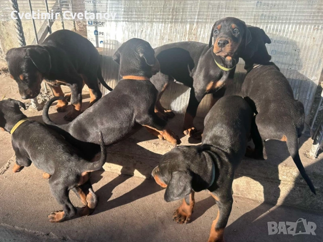 Доберманчета с родословни родители !, снимка 5 - Доберман - 52840452