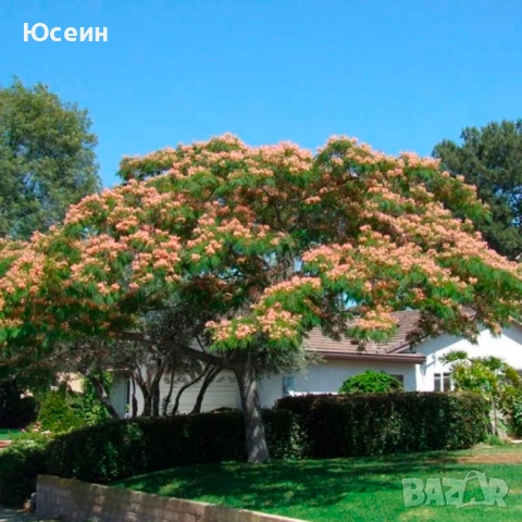 Фиданки от Албиция , снимка 9 - Градински цветя и растения - 51598315