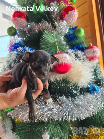 мини чиху пинчери, снимка 7 - Пинчер - 52677043