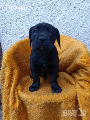 Кане Корсо с Паспорт и 2 Ваксини над 2 месеца !, снимка 10 - Кане корсо - 52793038