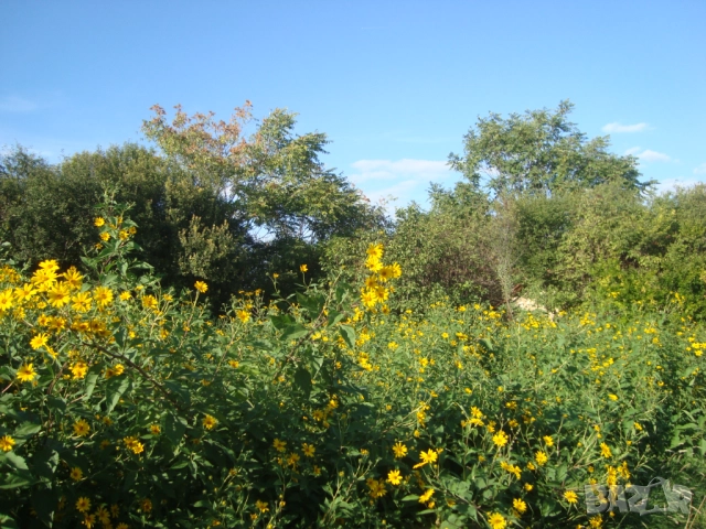 Земна ябълка, Гулия (Helianthus tuberosus), снимка 4 - Други - 52412619