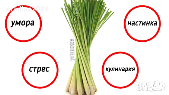 Лимонева трева - Разсад, снимка 3 - Разсади - 52045325