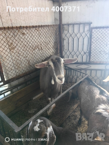 Англонубийски кози и пръч, снимка 7 - Кози - 52928138