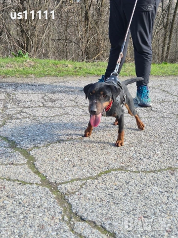 Елитен мъжки ягдтериер за разплод , снимка 2 - Ягдтериер - 53583763