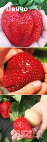 100 гигантски ягодови семена от плод ягода ягоди органични плодови ягодови семена от вкусни ягоди от, снимка 7 - Сортови семена и луковици - 27610133