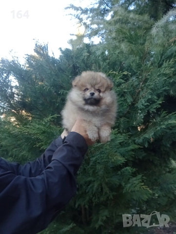 Мъжки Померан. Реални снимки от 29.12.25 г. , снимка 4 - Померан - 52946020