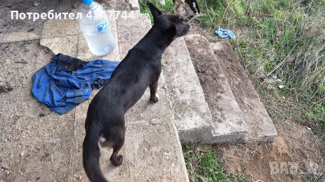 Подаряват се 6 малки кученца. , снимка 4 - Други - 53010116