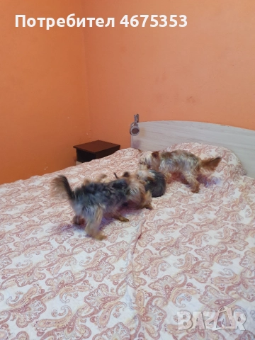  Мини Йорки йоркширски териер 4 кученца, снимка 3 - Йоркширски териер - 52770169