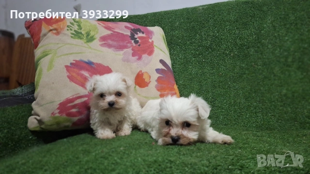 малтийска болонка мини болонки , снимка 9 - Болонка - 53410962