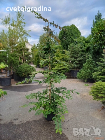 Parrotia persica – Персийско желязно дърво