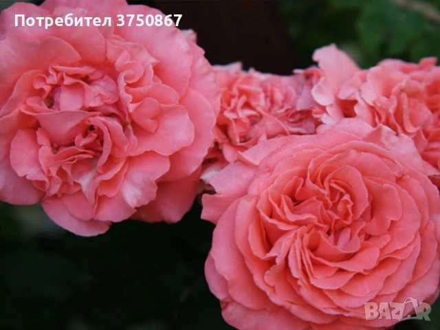 🌹 РОЗА 🌹 GPT DEE DEE BRIDGEWATER® Meitandar 🌹, снимка 3 - Градински цветя и растения - 51261946