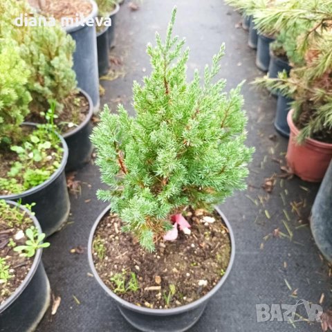 Хвойна Стрикта, Juniperus Stricta!!!, снимка 3 - Градински цветя и растения - 39272499