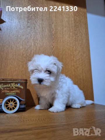 мини малтиски болонки, снимка 1