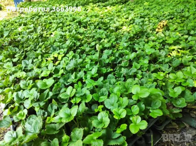 Продавам елитен разсад ягоди и малини , снимка 9 - Разсади - 39922116