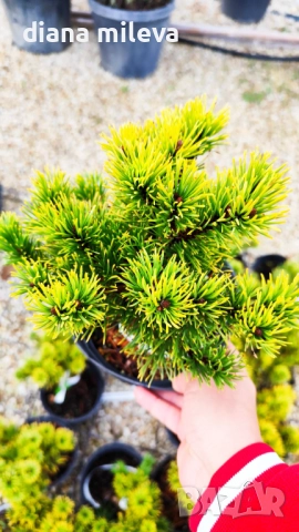 Pinus mugo Dezember gold(Клек Декемврийско злато), снимка 3 - Градински цветя и растения - 52113275