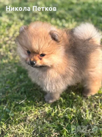 Померанчета мини, снимка 1