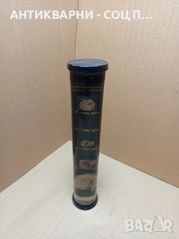 Стар Образователен Модел Ембрионалното Развитие На Домашна Птица. 