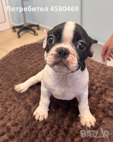 Френски булдог, снимка 1