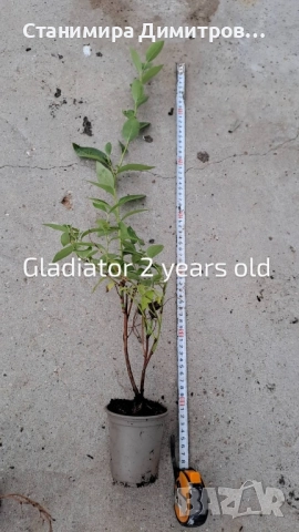 Разсад боровинки 