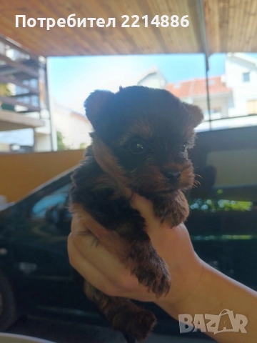 Мини йоркширски териери , снимка 3 - Йоркширски териер - 37413803