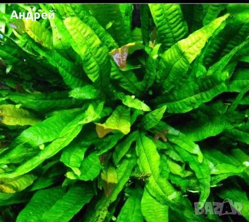 Микрозорум Птеропус, снимка 2 - Други - 50177854
