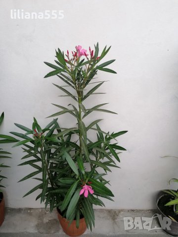 Зокуми розов, жълт, снимка 2 - Градински цветя и растения - 36886911