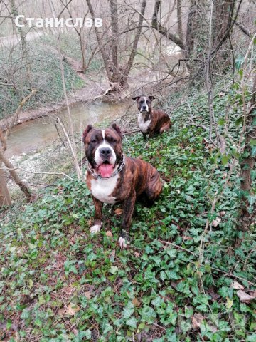 Тигров питбул за разплод ... , снимка 13 - Питбул - 31691648