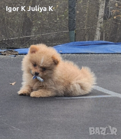 Померан мини шпицове , снимка 6 - Померан - 52472306