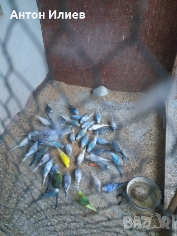 Вълнисти папагали 