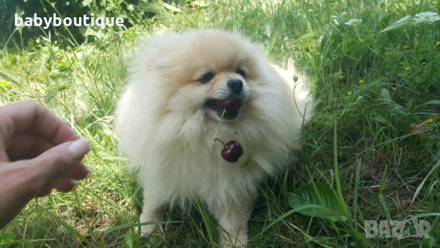 Померан за разплод, снимка 7 - Померан - 21816398