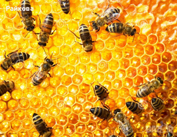 пчелни отводки-дадан блат, снимка 1 - Други животни - 44861733