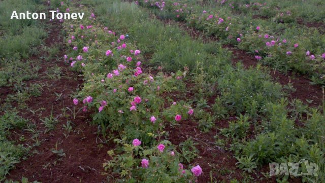 Розова вода -собствено производство(2025г.-НОВА ПАРТИДА!!!), снимка 10 - Други - 29032303