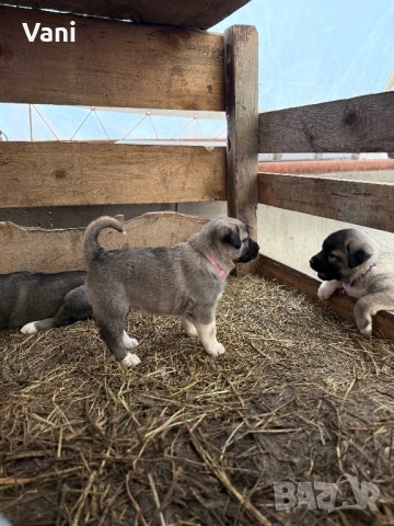 Кангал /Кангалчета, малки , снимка 6 - Кангал - 53493206