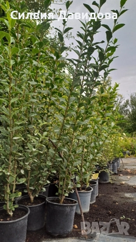 Лигуструм , снимка 6 - Градински цветя и растения - 52504233