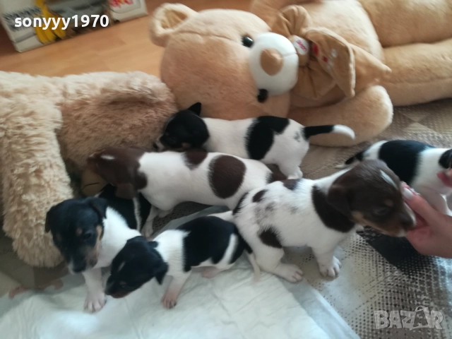 джак ръсел-видин 250лв за кутре 1709251750