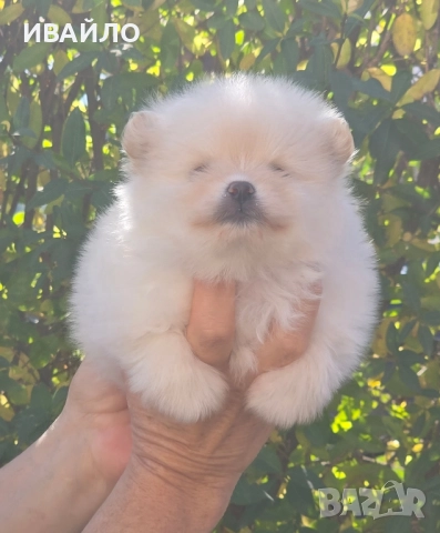 Померан Момиченце