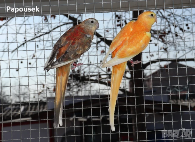 Пойни Папагали, снимка 6 - Папагали - 50581309