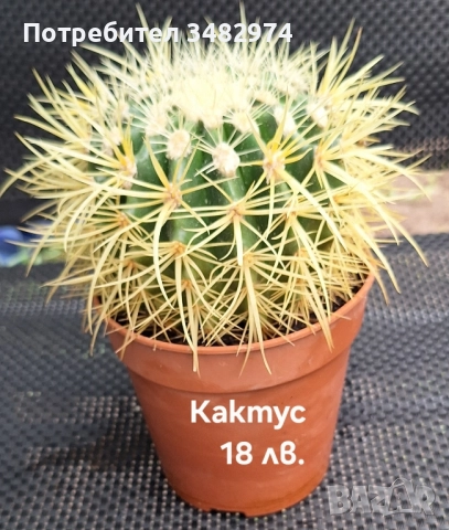 Предлагам стайни растения, снимка 15 - Стайни растения - 52260638