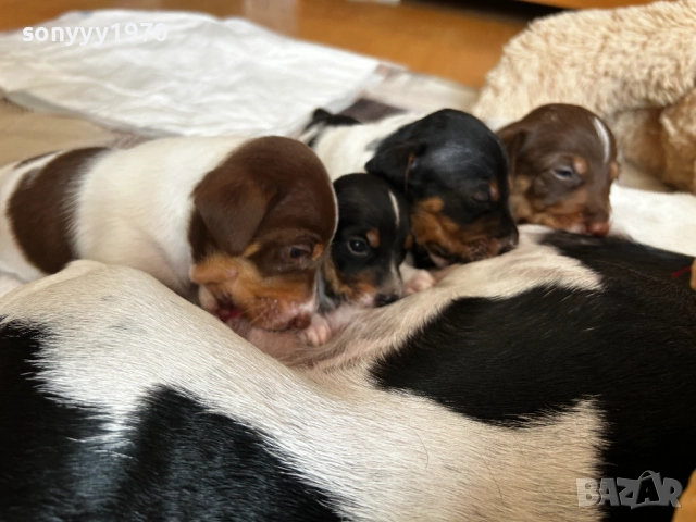 ДЖАК РЪСЕЛ БЕБЕТА-250ЛВ ЗА БРОЙ 1509251635, снимка 14 - Джак ръсел териер - 51722652