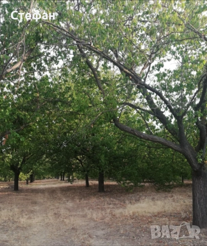 Продавам дворно място / овощна градина в с. Калипетрово, снимка 12 - Земеделска земя - 51641551