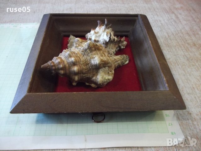 Раковини в дървена рамка - 1, снимка 6 - Други ценни предмети - 35626343