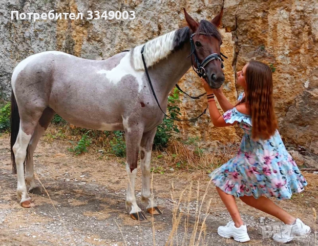 Продава се Райд пони, снимка 4 - Коне - 52967059