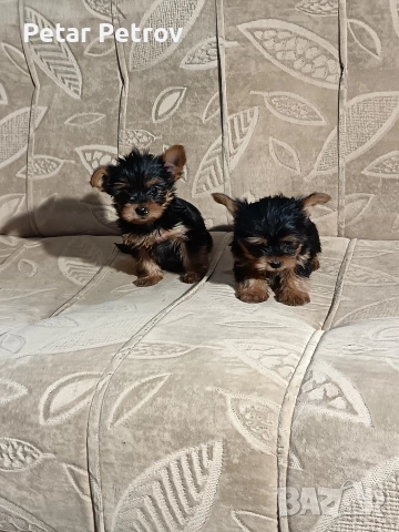 Йоркширски териер , снимка 9 - Йоркширски териер - 52983966