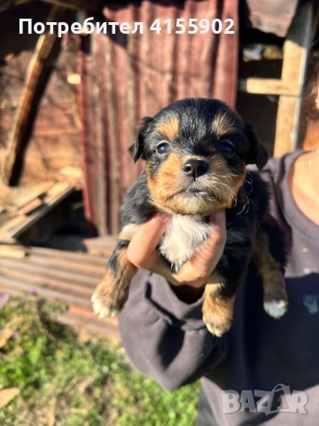 Кученца пинчер микс- дребни и сладки , снимка 4 - Пинчер - 52847028