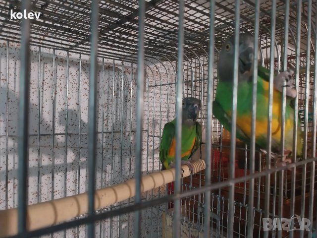 Сенегалски папагали чифт , снимка 3 - Папагали - 43090238