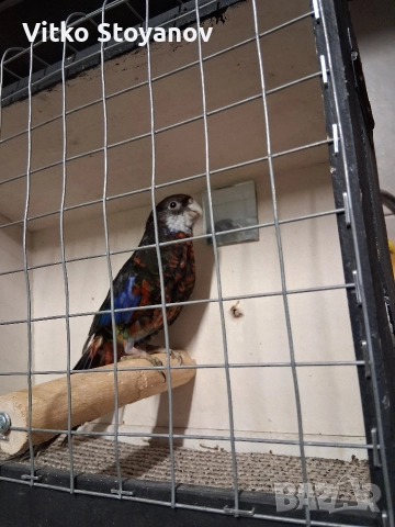 Розела, снимка 2 - Папагали - 48423804