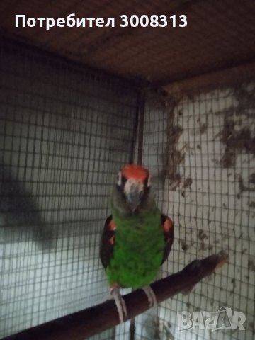 Конгоански папагал жардина